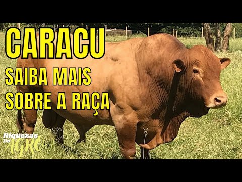 Curiosidades da raça Caracu | Touro Caracu | Boi Caracu | Touro | Boi