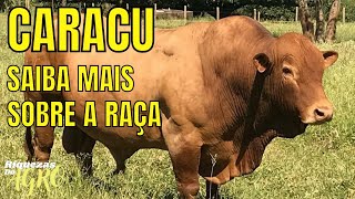 Curiosidades da raça Caracu | Touro Caracu | Boi Caracu | Touro | Boi