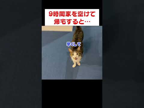 仕事から帰宅すると、猫の説教が止まらない