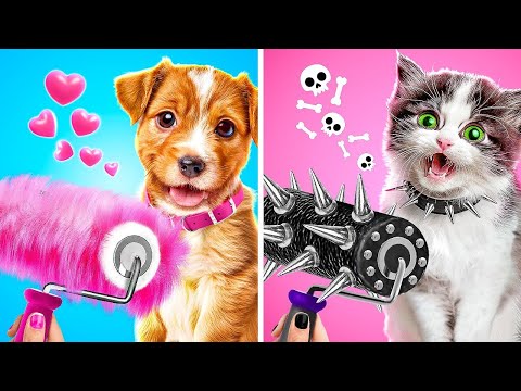 Pauvres animaux ont besoin d'une rénovation de maison 😭 Astuces et gadgets mignons pour animaux