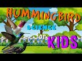 Hummingbird Facts and Behavior