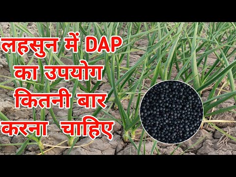 लहसुन में DAP का उपयोग कितनी बार करना चाहिए || lahsun me konsa khad dale || lahsunkikheti