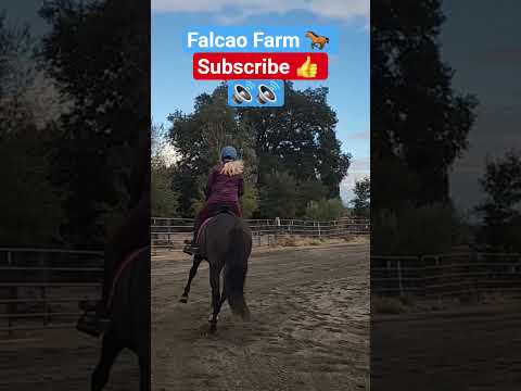 OREO EASY LIVIN #horse #shorts #short #beautiful #animals #equestrian #sport #music #easy #journey