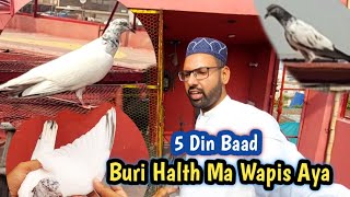Washi 5 Din Baad Wapis Ae Gya | Hashim Mahmood Pigeons 