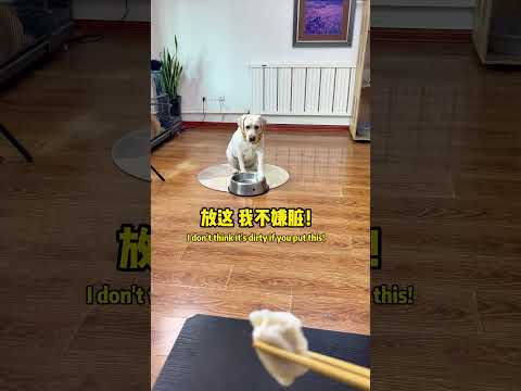 汤圆：还得是干净的香！It has to be a clean incense! #萌寵#寵物#搞笑#拉布拉多 #doglover #Labrador #labradorpuppy #dog