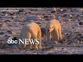Polar Bears and Climate Change