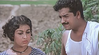 ചെല്ലമ്മ പല്ലുതേക്കാറില്ലേ...| Kallichellamma Malayalam Movie Scene | Sheela | Madhu | Prem Nazir