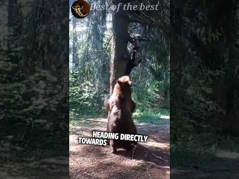 لن تصدق ماذا حدث لهذا الرجل بعد أن هاجمه دب😱 #animals#حيوانات #اكسبلور #حيواناتأليفة#حيواناتللاطفال
