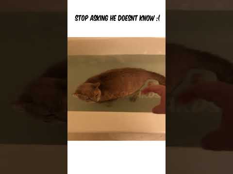 Stop Asking The Cat He Doesent Know #funny #fyp #cat