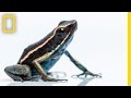 Manu National Park Insights and Challenges