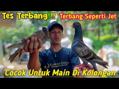 TES TERBANG MERPATI TERBANG SUPER KENCENG KAYA JET