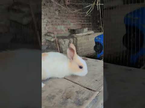 #rabbit