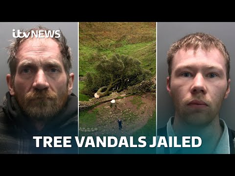Sycamore Gap: WATCH as vandals sentenced for felling tree | ITV News