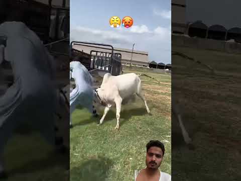 Fateh jangi very angry 😤😡 #bull #angry #shorts