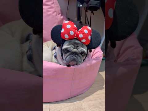 Cuteness is a LIFESTYLE! 🥰 #pugdog #cutedogs