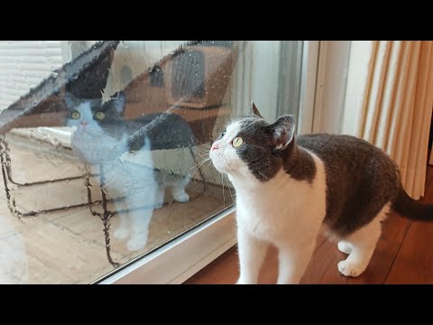 突然の雷雨襲来！猫と過ごす嵐の午後