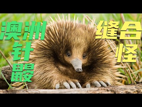 缝合怪澳洲针鼹 有豪猪的刺食蚁兽的嘴 靠着吃蚂蚁就存活了千万年 - YouTube(1分10秒)