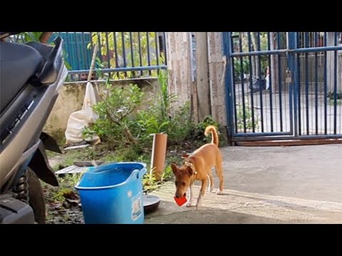 Funny Actions Moments of My Smart Dog