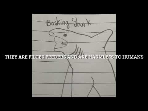 Shark Of The Week #5