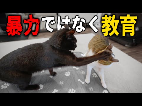 【保護猫】黒ちゃんが『新入り』に教育を始めました！