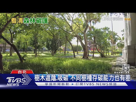 無法排除的碳怎辦? 「森林碳匯」成解方之一
