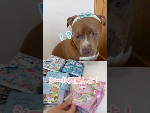 【シール交換】ピットブルのレイちゃんとシール交換！今回のレートは？ #shorts
