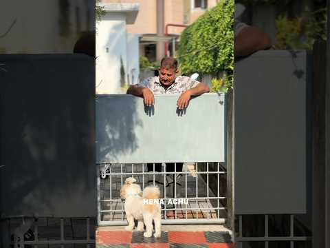 മുങ്ങൽ വിദഗ്ധ😂🐶 #shorts #trending #shortvideo #funny