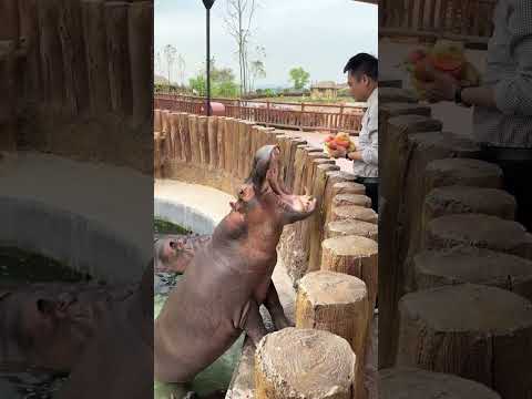 Hippo's food is really rich. Hippo videos: Follow the small animals to enter the spring