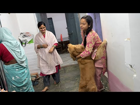 Ghar par sab log aa gaye 😍 dog pagal ho gaya 😂
