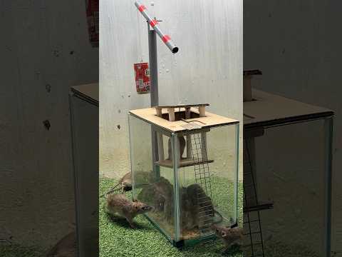 Best home mouse trap/creative mouse trap #rattrap #rat #mousetrap