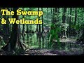 Wetlands and Their Importance