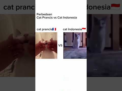 Perbedaan Kucing Prancis Vs Kucing Indonesia #meme #shorts