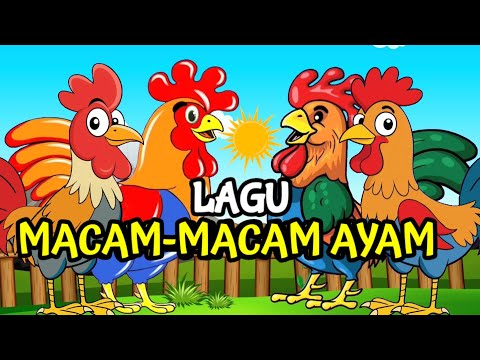 Lagu Anak 🇮🇩 Macam-macam ayam - Lagu Ayam Jago - Ayam Berkokok - Lagu Anak Indonesia