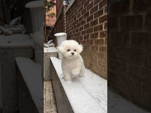 첫눈밟고 고장나버린 댕댕이