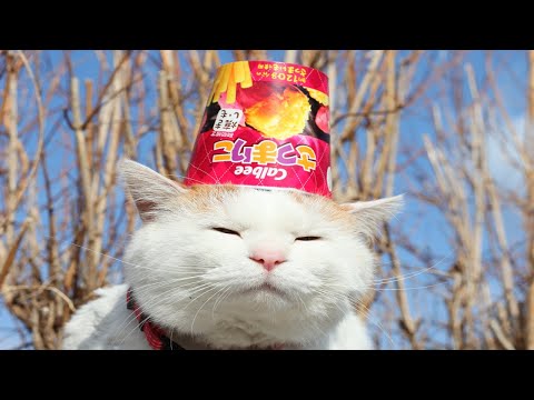猫の動画サムネイル - かご猫LIVE配信　2025年05月16日