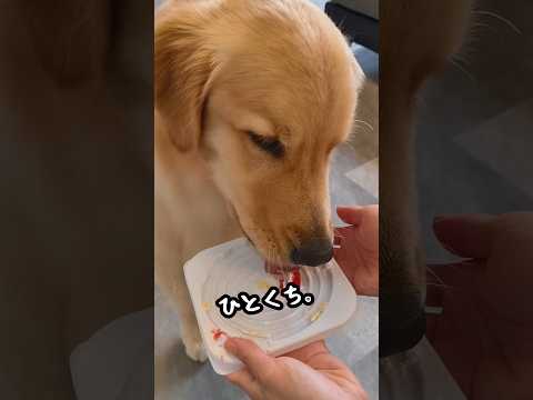 2歳になりました🐶🎂#ゴールデンレトリバー #ゴールデンレトリバーのいる生活