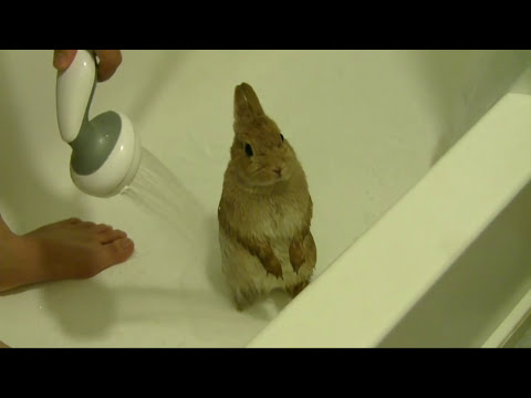 Jest to sytuacja dla królika dość nietypowa - ale nasz sympatyczny gryzoń dzielnie zniósł mokrą toaletę.