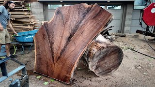 Sawing a Bunch of Giant Walnut Crotches