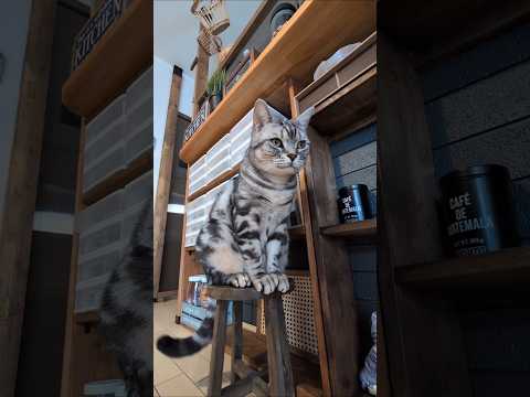 猫の動画サムネイル - アメショーのラッテ#アメリカンショートヘア #アメショー #アメショ #猫との暮らし #猫と暮らす家