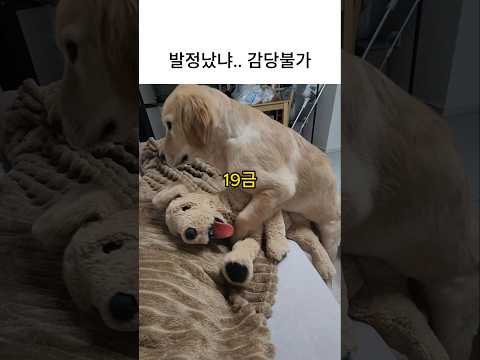 5개월 강아지의 실체