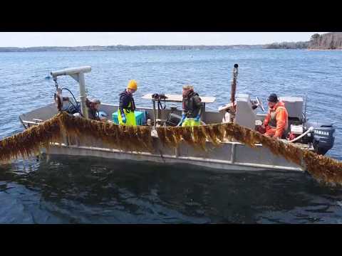 YouTube video thumbnail: Land & Sea: Is Kelp More Than Just Seaweed?