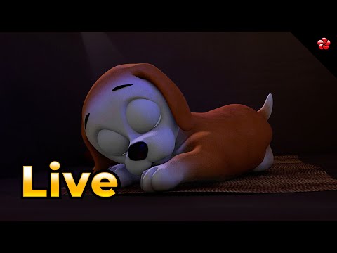 🔴 LIVE STREAM 🦋 Watch Pupy & Pattampoochi Live on Pattampoochi