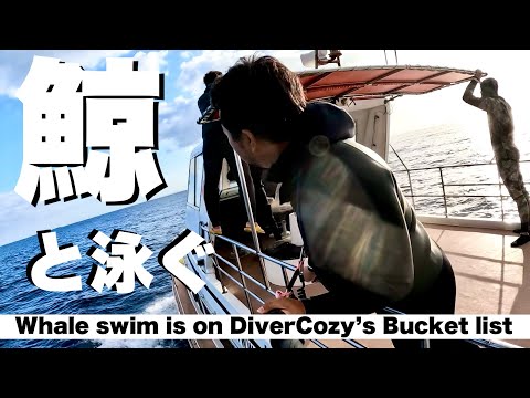 沖縄でクジラと泳ぎに行ってきました。ホエールスイム