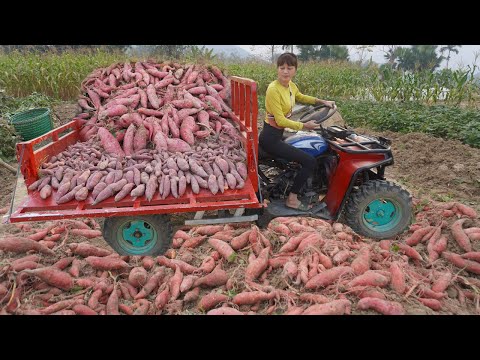 Use 4-wheeled Vehicle Trucks To Harvesting Many Sweet Potato Goes To Countryside Market Sell