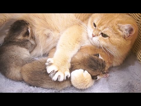 Mom Cat hugs and kneads her tiny pies 😆 And purrs loudly