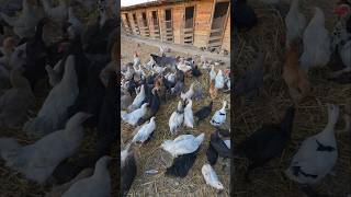 KÜMES ÖNÜ BOMBAAA #kanatlılaralemi #animals #chicken #doğalyaşam  #çiftlikhayatı
