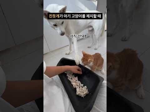 사람 같은 진돗개의 새끼 고양이 훈육법