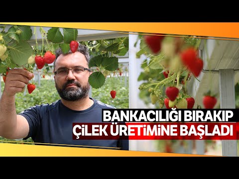 Bankacılığı Bırakıp Topraksız Çilek Üretimine Başladı