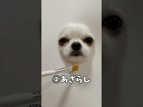 胴体描くの難しかった💦#チワワ #犬のいる生活
