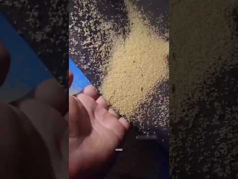WHY CHINESE PEOPLE FARM TERMITES 😯